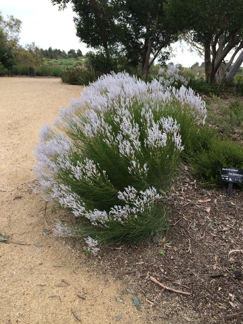 Conospermum Smoke Bush 140mm