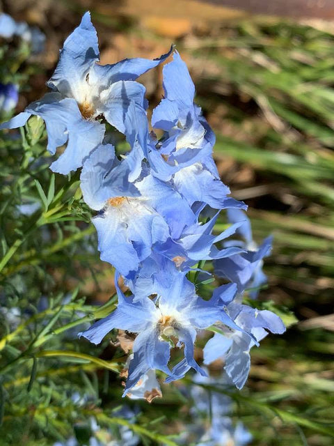 Lechenaultia 'Blue Ruffles' 140mm