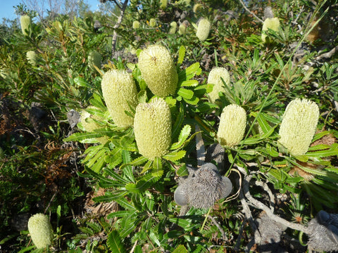 Banksia aemula 'Wallum Banksia' 140mm