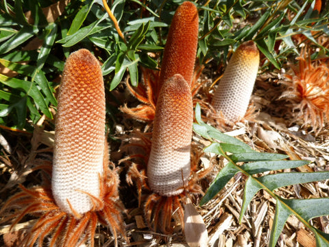 Banksia Blechnifolia 200mm