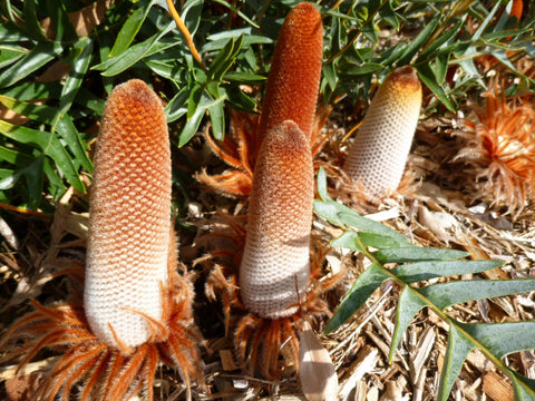 Banksia Blechnifolia 250mm