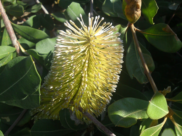 Banksia integrifolia 250 mm