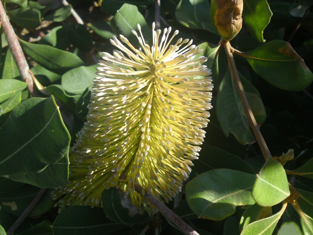 Banksia integrifolia 200 mm