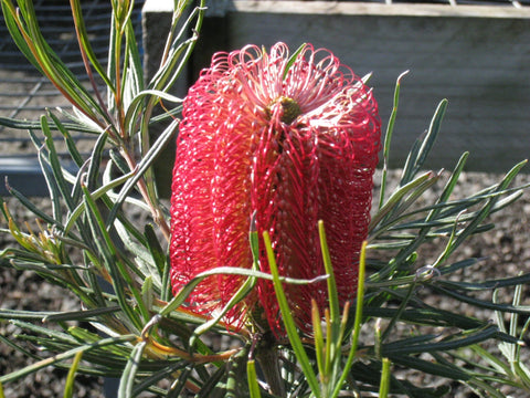 Banksia occidentalis 140mm