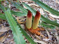 Banksia Petiolaris 140mm