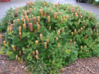 Banksia 'Coastal Cushion' 140mm