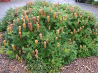 Banksia Coastal Cushion 200mm