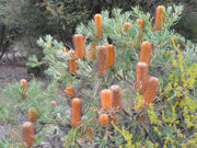 Banksia spinulosa ‘Honey Pots’ 180mm