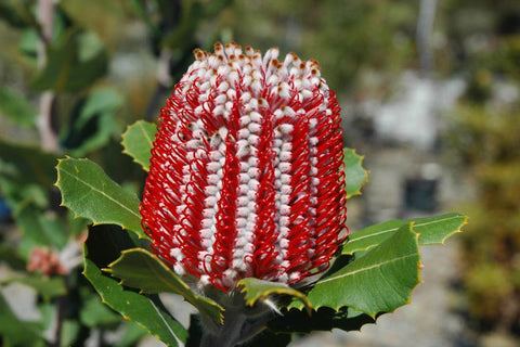 Banksia coccinea 'Select Red' 140mm