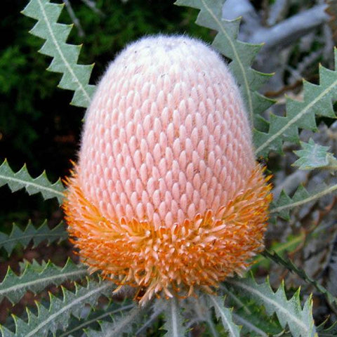 Banksia hookeriana 140 mm