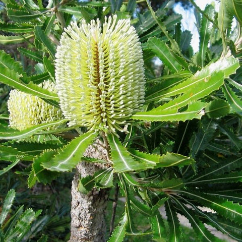 Banksia serrata 140mm