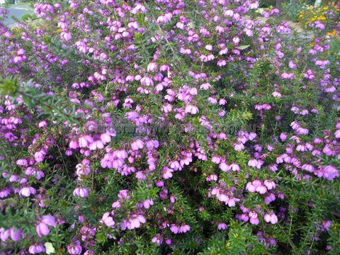 Bauera rubioides 'Double Pink Form' 140mm