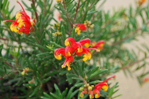 Grevillea 'Bonnie Prince Charlie' 140mm