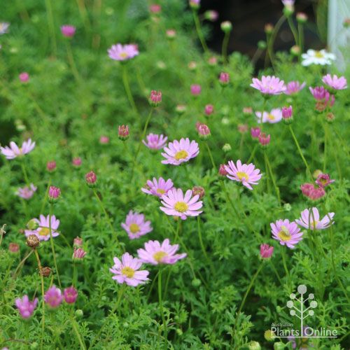 Brachyscome Multifida 'Pink' 140mm