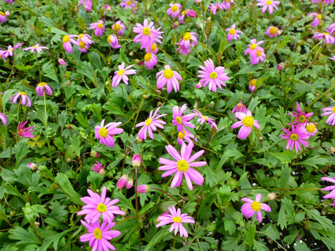 Brachyscome formosa 'Hot Candy' 140mm