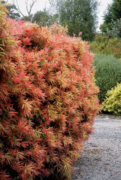 Callistemon salignus 'Great Balls of Fire' 300mm