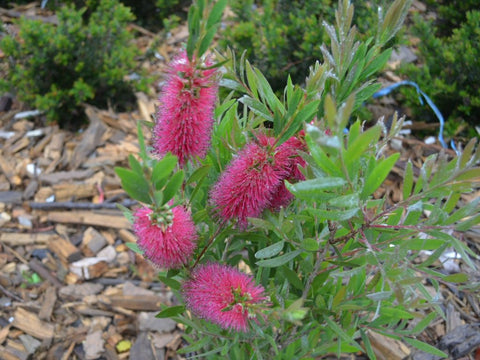 Callistemon 'Western Glory' 200mm