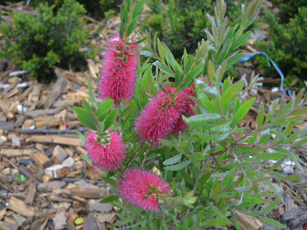 Callistemon 'Western Glory' 250mm