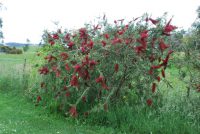 Callistemon Genoa Glory 140mm