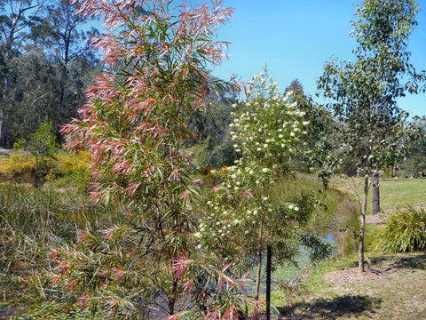 Callistemon salignus 'Willow Bottlebrush' 250mm