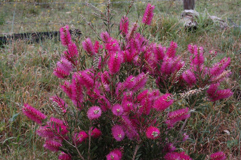 Callistemon Purple Splendour 200mm