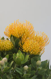 Leucospermum 'Carnival Yellow' 140mm