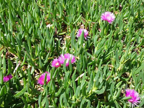 Carpobrotus Aussie Rambler 140mm