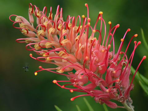 Grevillea 'Coconut Ice' 140mm