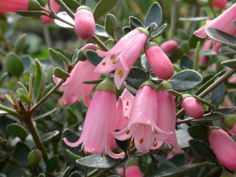 Correa Hybrid 'Isabell' 140mm