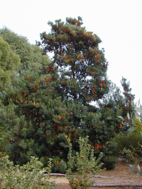 Banksia Seminuda 140mm