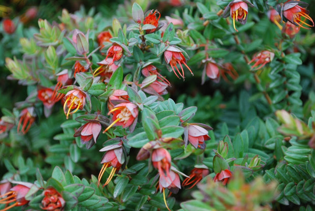 Darwinia citriodora 'Seaspray' 140mm