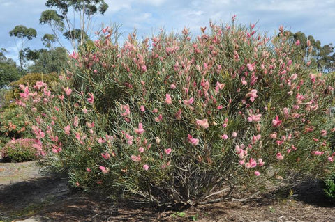 Hakea 'Ninbella Brilliance' 200mm