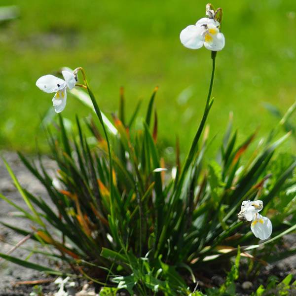 Diplarrena latifolia 140mm