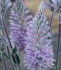 Ptilotus exaltatus 'Platinum Wallaby' 140 mm