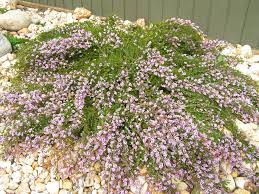 Thryptomene saxicola 'Pink Lace' 140mm