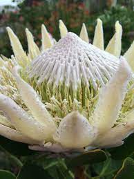 Protea 'King White' 140mm
