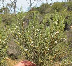 Salt Myoporum 140mm