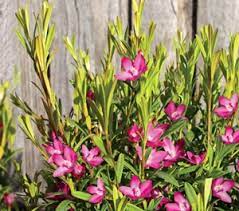 Crowea exalata x saligna 'Coopers Classic' 140mm