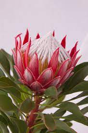 Protea 'Little Prince PBR' 200mm