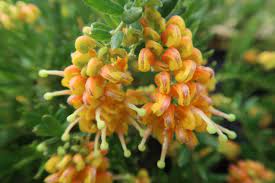 Grevillea 'Gold Touch' 140mm