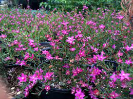 Crowea Exalata 'Ryan's Star' 140mm