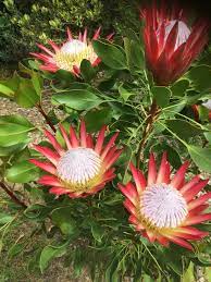 Protea 'Madiba PBR' 200mm