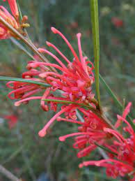 Grevillea Dimorpha flame 140mm