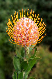Leucospermum 'Carnival Orange' 140mm