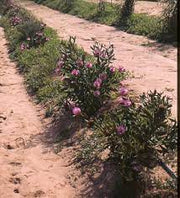 Isopogon 'Pink Bouquet' 140mm