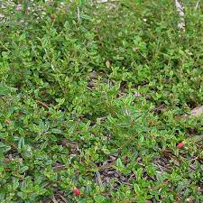 Correa Decumbens 70mm tube