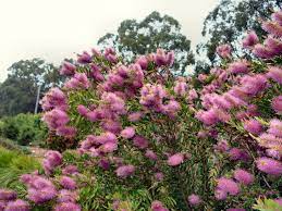 Callistemon Bronwen 200mm