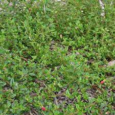 Correa Decumbens 140mm