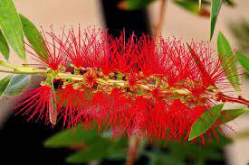 Callistemon viminalis 'Captain Cook' 200 mm