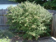 Leptospermum Petersonii 250mm